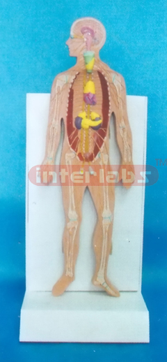 DESKTYPE. DISSECTIBLE, HUMAN ANDOCRINE SYSTEM MODEL